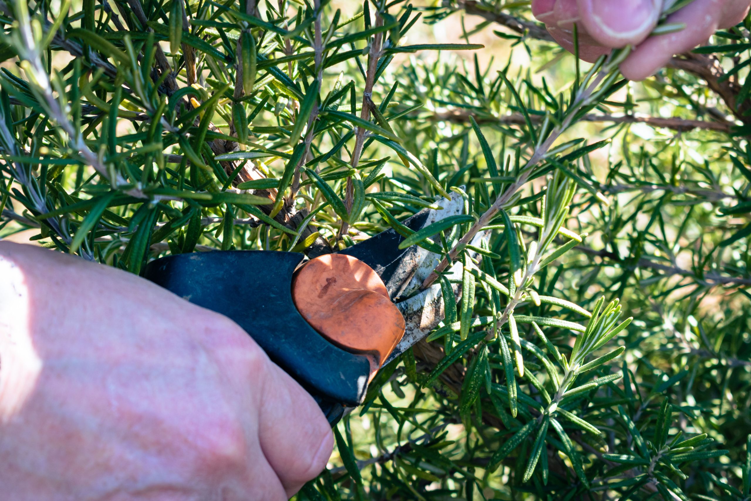 Mains coupant brindilles avec cisailles de jardinage