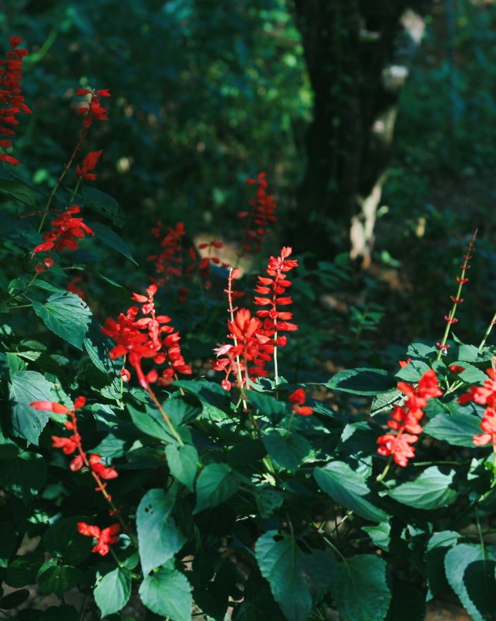 Fleurs de sauge rouge éclatantes en pleine floraison