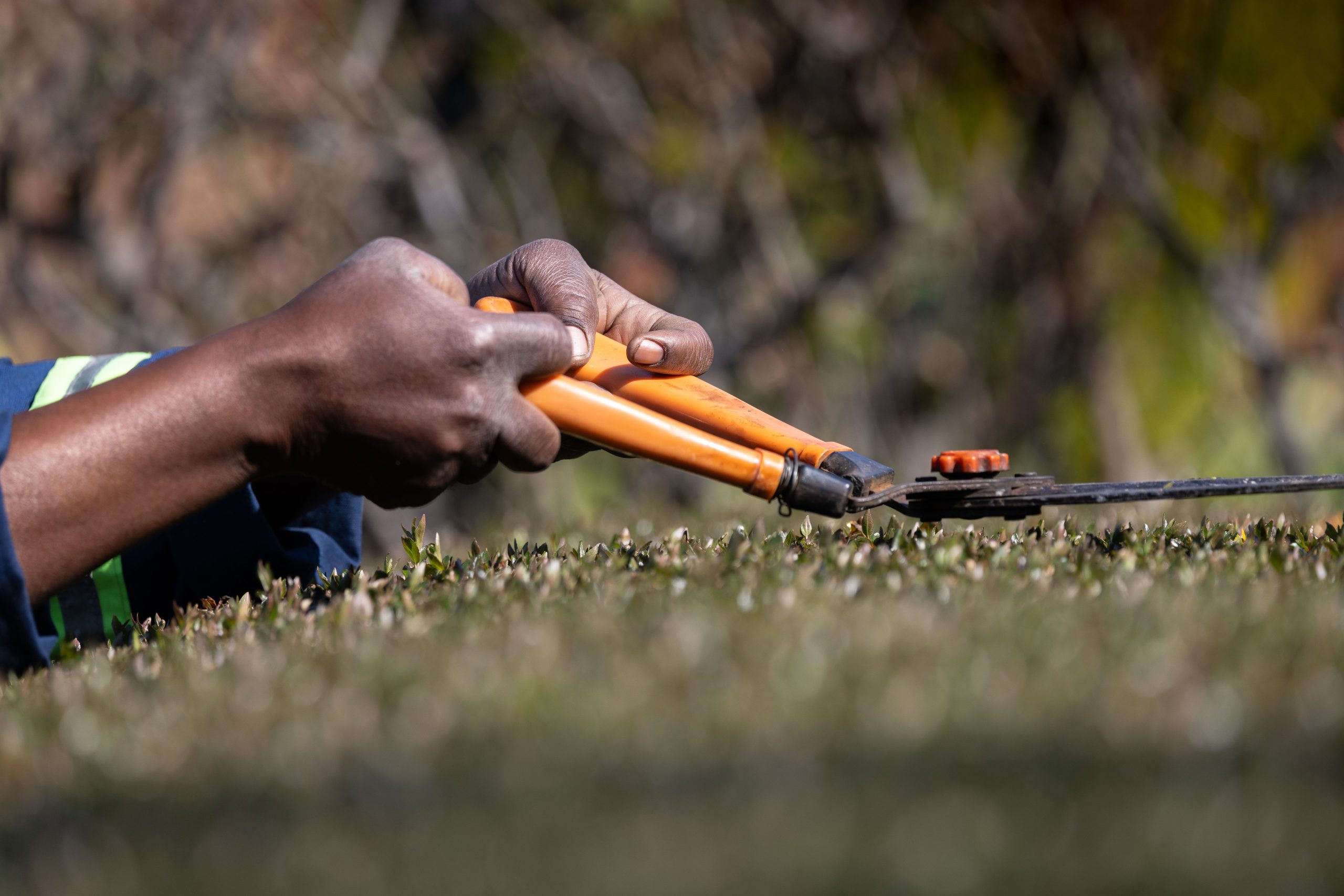 Jardinier taillant arbustes avec sécateur orange