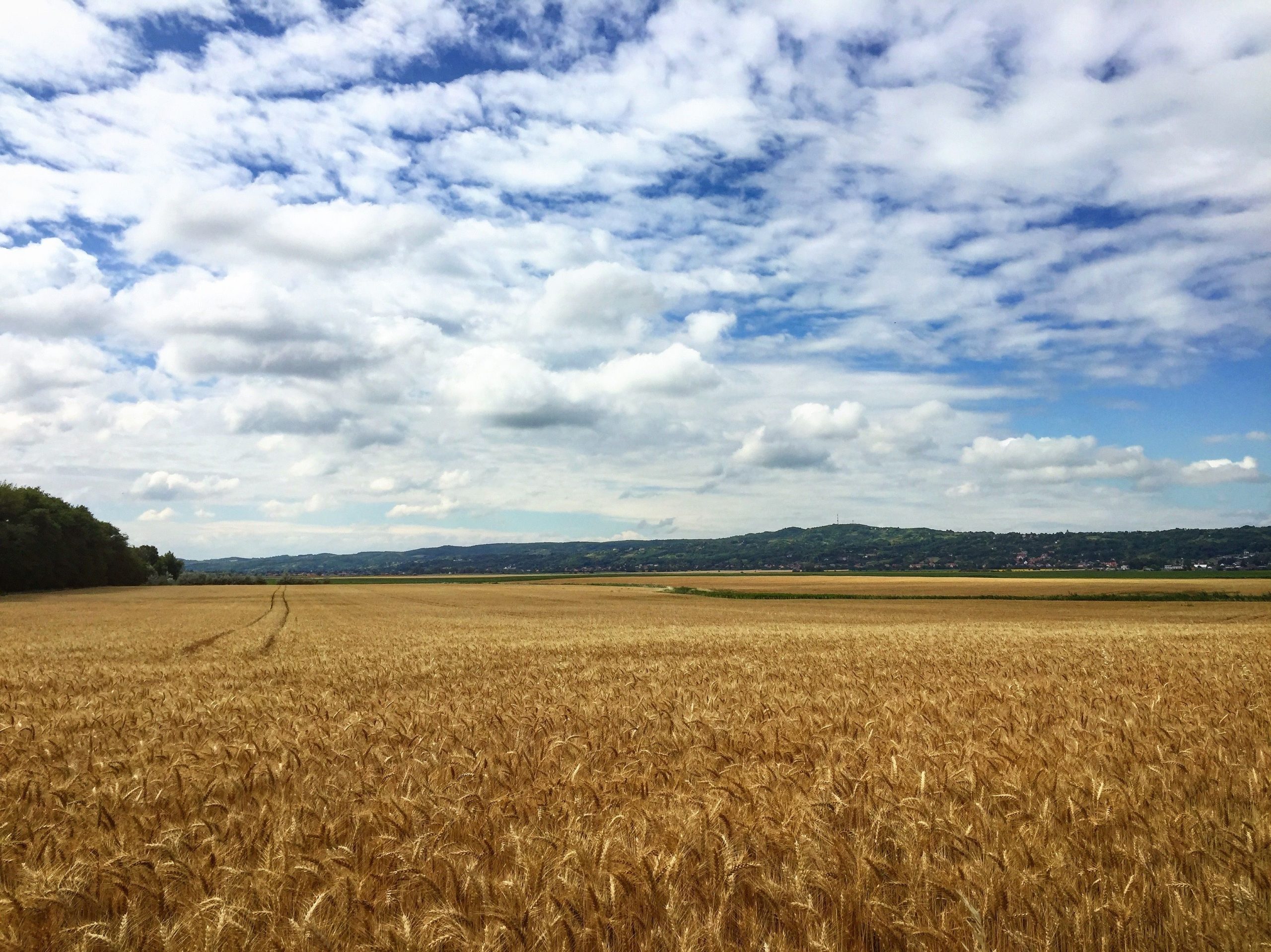 Champ de blé étendu avec collines en arrière-plan