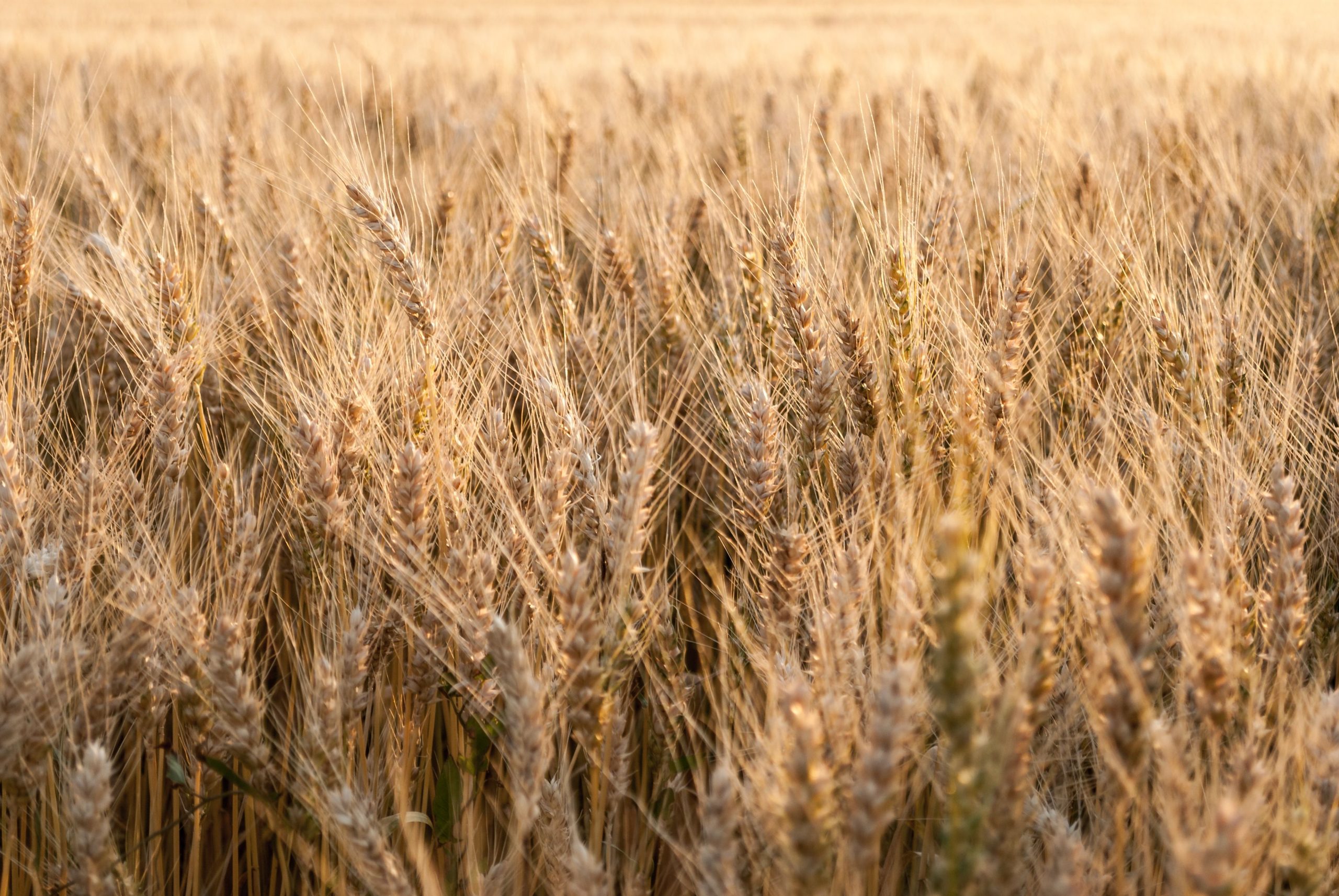 Gros plan champ de blé doré en été